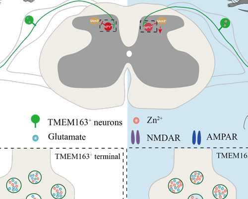 边减肥边备孕的正确方法和注意事项