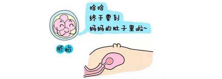 滨州借卵做试管得等多久_美国试管婴儿移植-究竟放几个胚胎比较好？